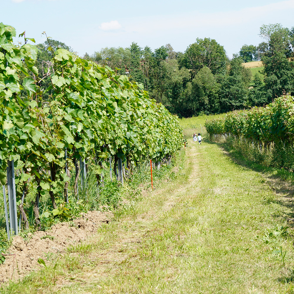 This image for Image Layouts addon