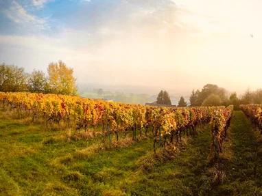 95Tage Weingarten im Herbst