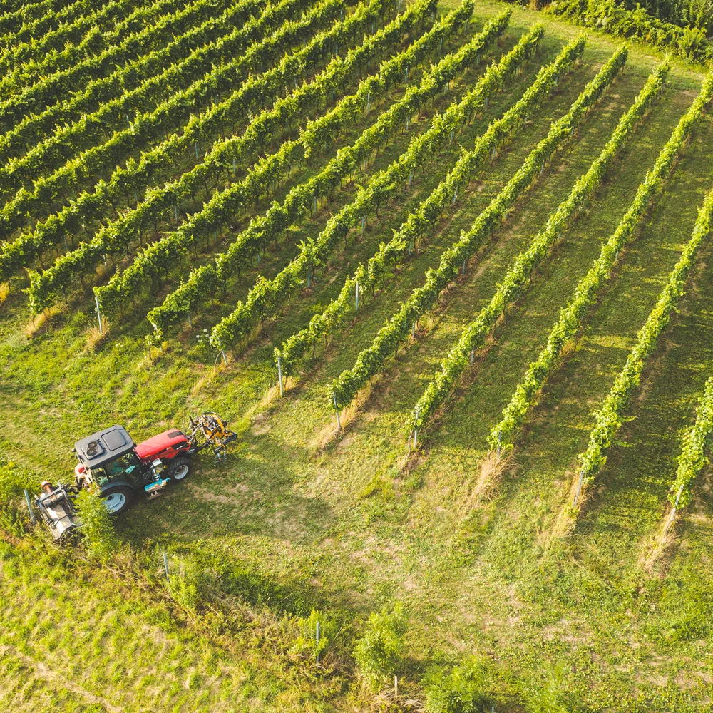 Kellerführung mit Winzer Florian Eschlböck am Hof in Hörsching